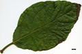 SpeciesSub: var. tomentosum